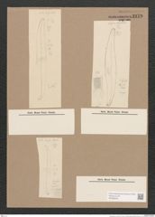 Pleurosigma sp. (de-Toni-Nr.: Genus 13) Zeichnungen Sammlung Grunow Nr. 2179 (NHMW-BOT-W0369245)